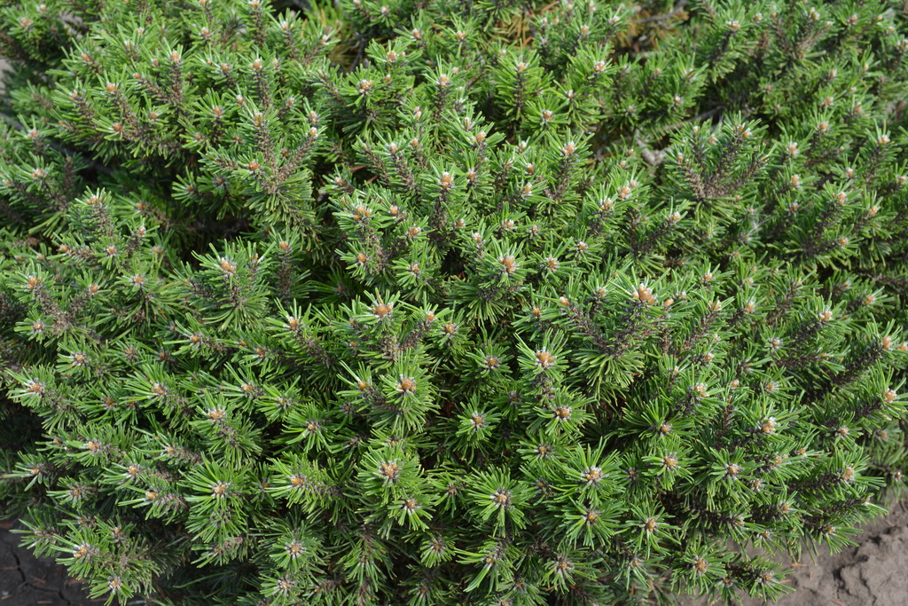 Pinus mugo `Brevifolia` (7).JPG